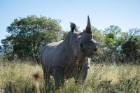 Rhisotope Rhino Project (2 of 2)