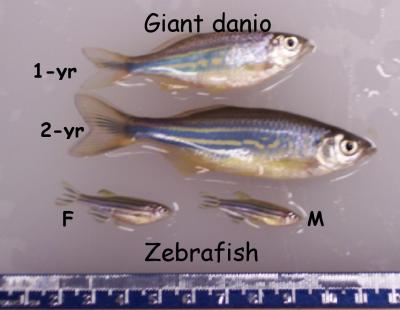 A Giant Among Minnows: Giant Danio Can Keep Growing
