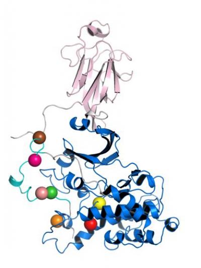 Findings at A*Star's Bioinformatics Institute Hold Potential for Personalised Treatment of Major Typ