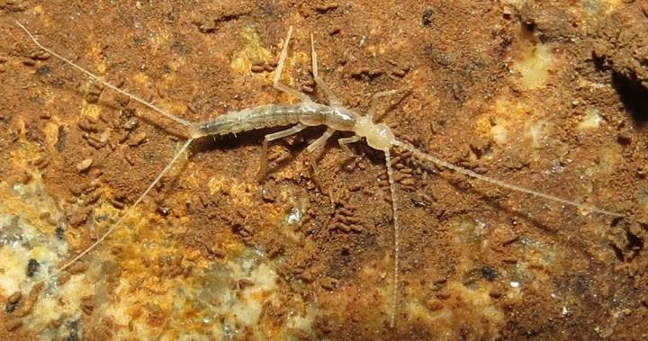 <i>Pacificampa daidarabotchi</i>