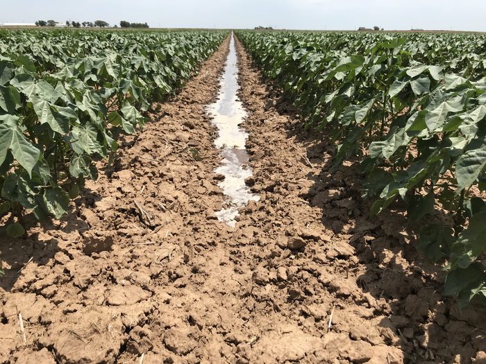 Cotton field in SW Oklahoma