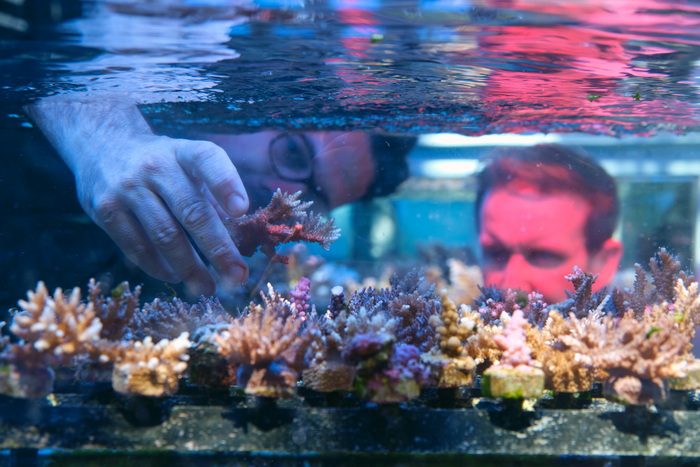 Tools for coral gardening at the landscape scale