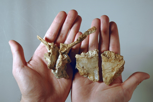 Skull bones of the Transylvanosaurus.