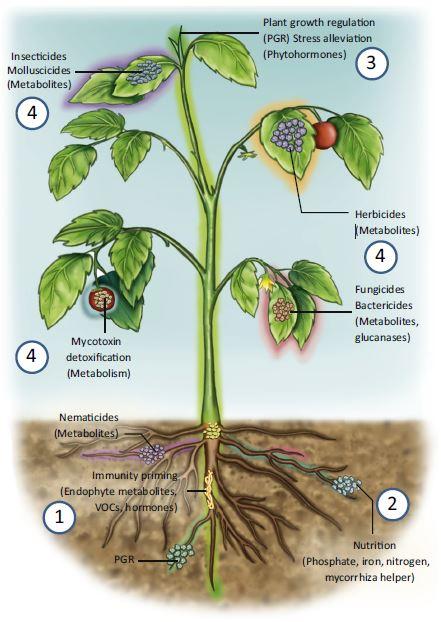 Streptomyces Bioactivities that are Beneficial to Crops