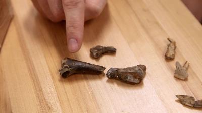 Research Unearths New Dinosaur Species, Shows Small Crocs Fed on Baby Dinosaurs