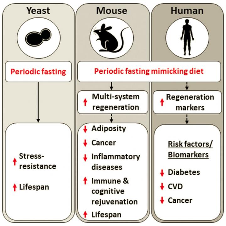 Fasting Mimicking Diet Protocol