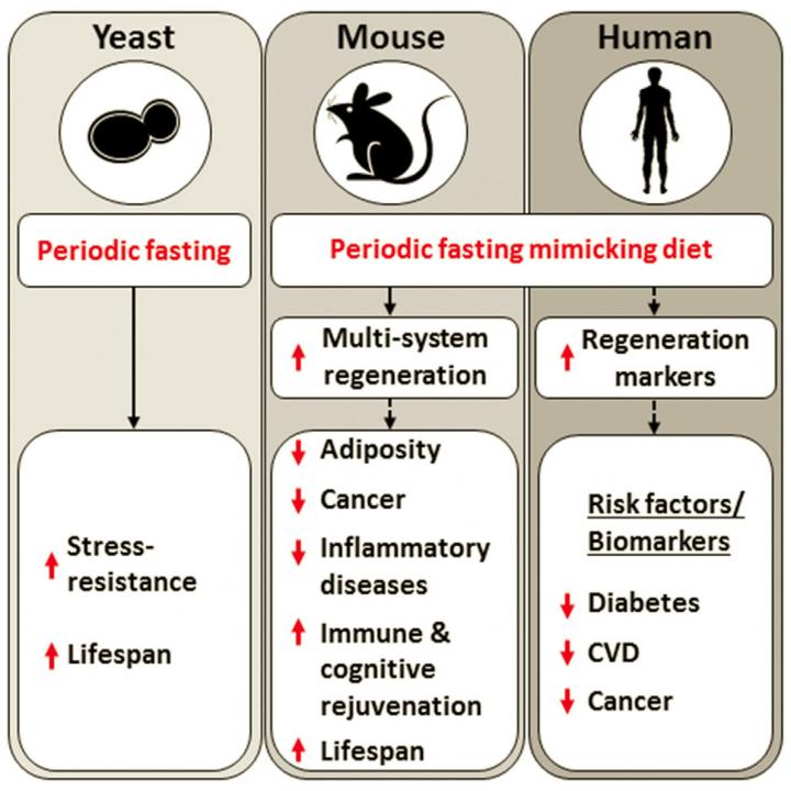 Fasting and cellular regeneration