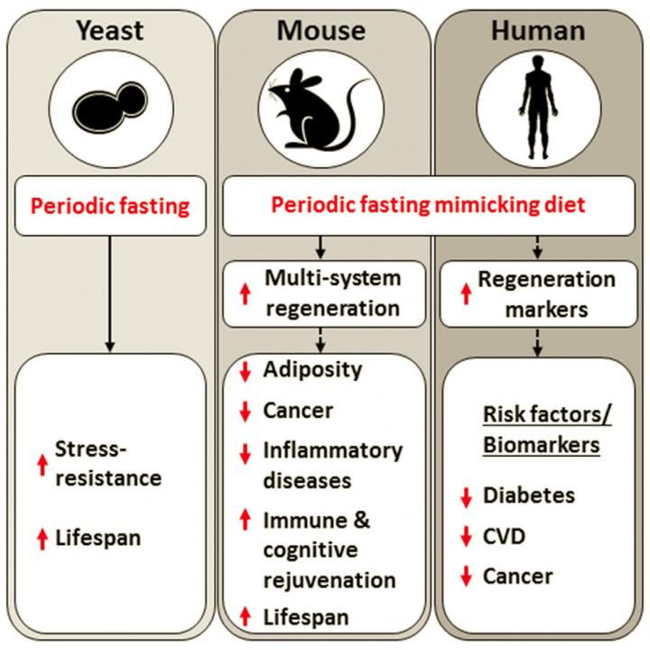 Diet Mimicking Fasting Promotes Regeneration EurekAlert 