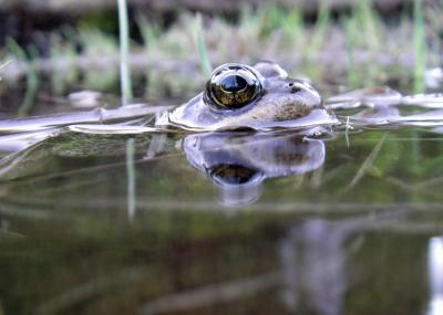 Cascades Frog Swims