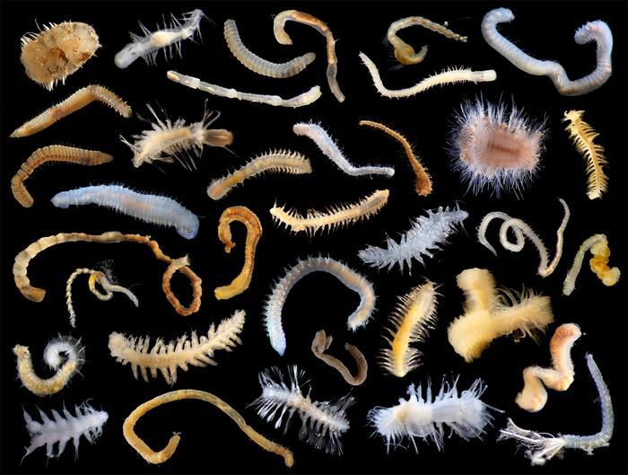 Marine Worms  Department of Marine Resources