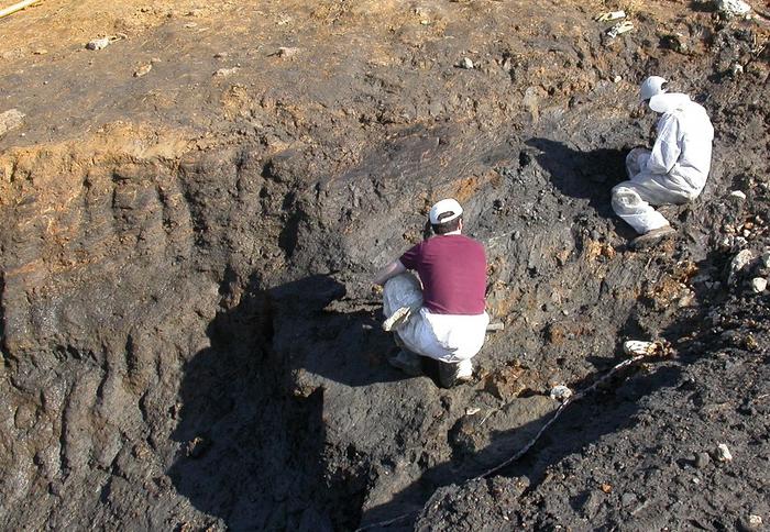 ¿Por qué encontramos tanto ámbar en rocas del Cretácico?