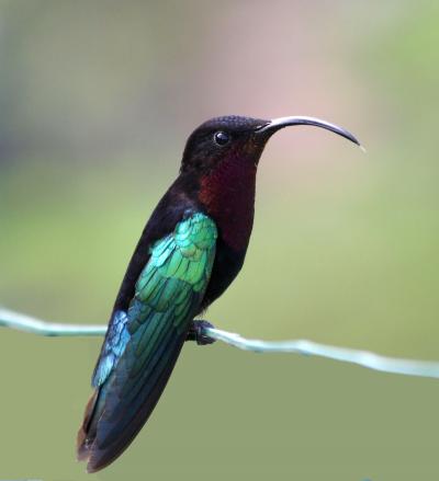 Female Purple-throated Carib