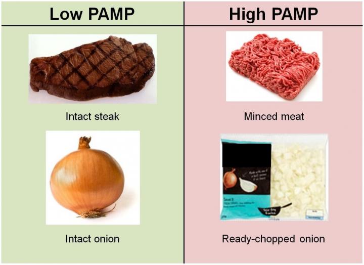 Image of Foods High and Low in PAMP