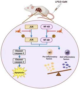 Mesenchymal Stem Cells Alleviate Acute Liver Failure through Regulating Hepatocyte Apoptosis and Macrophage Polarization