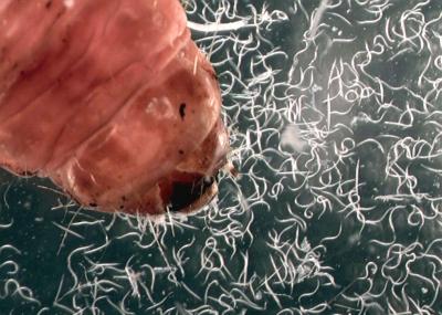 Killer Microscopic Worms Swarm Out of Dead Moth Larva