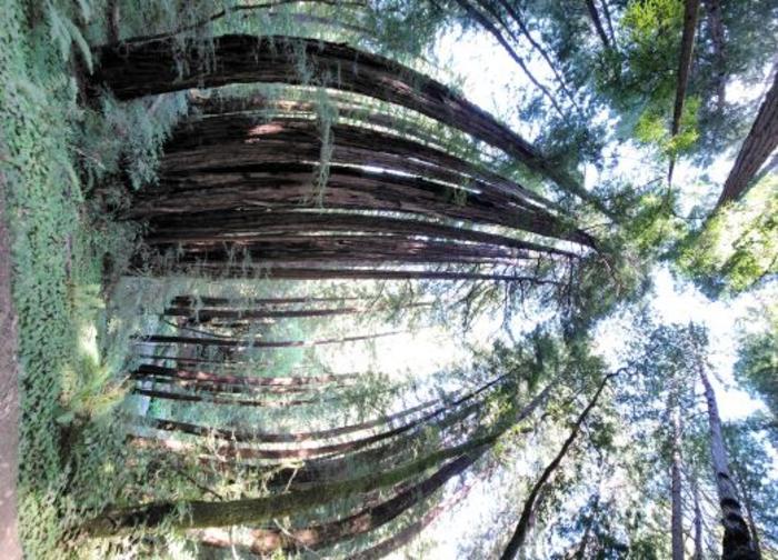 Redwood trees