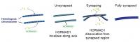 Localization of HORMAD1, the homologous chromosome pairing monitor, on chromosomes