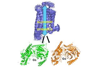 Figure 1.GPCR dynamics