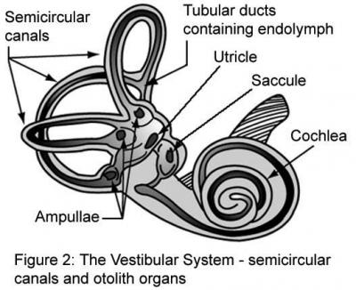 Diagram of Vestibular System