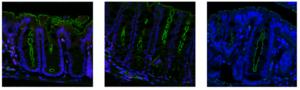 Immunofluorescent images of mouse colons