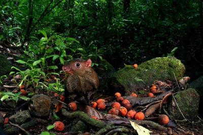 Rainforest Rodent Robber (1 of 2)