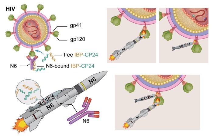 Newly Engineered Peptide Shows Potential as Long-Acting Anti-HIV Drug