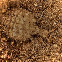 Antlion Larva