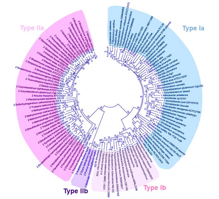 Motif Analyses