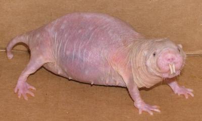 Naked Mole-rat