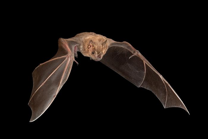 Fruit-only diet improves bats’ immune response to viruses