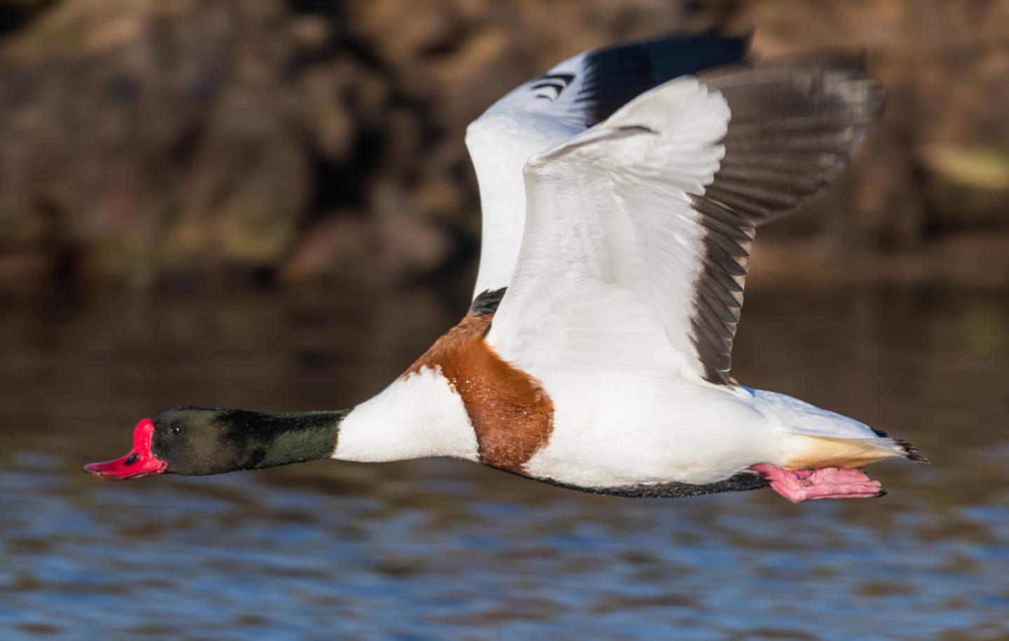 A Shelduck