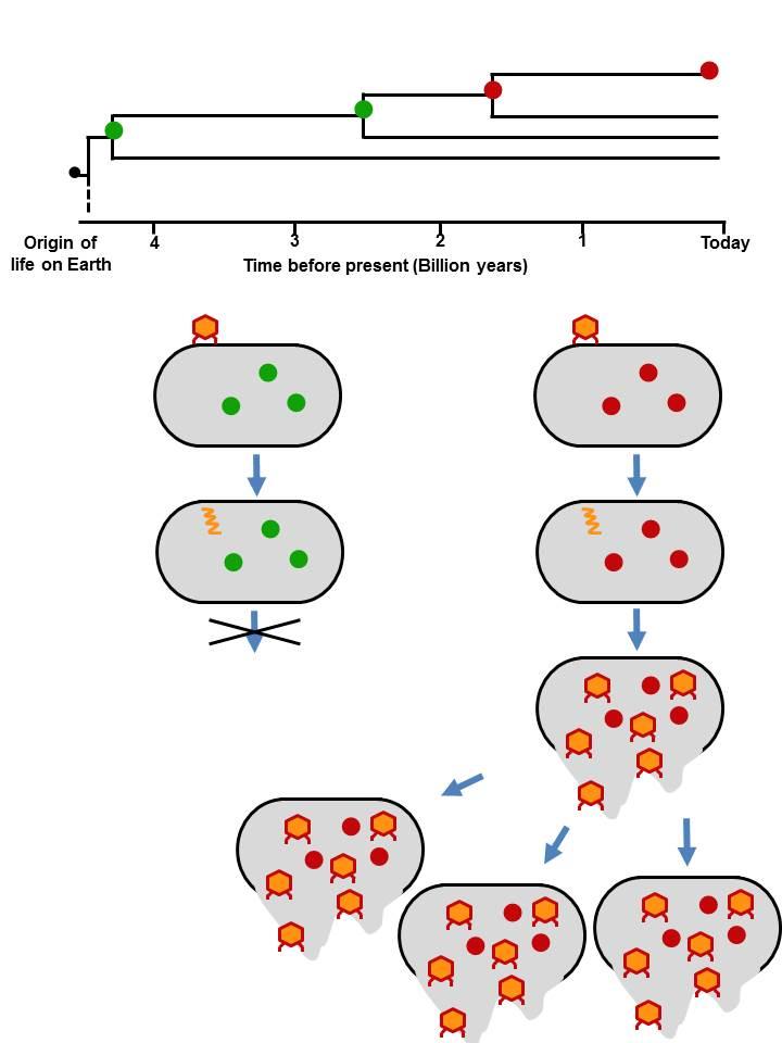 Virus Attempts to Infect Cell