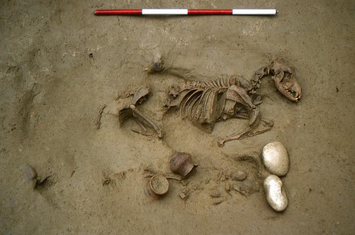 "Until death do us part". A multidisciplinary study on human- animal co- burials from the Late Iron Age necropolis of Seminario Vescovile in Verona (Northern Italy, 3rd-1st c. BCE)