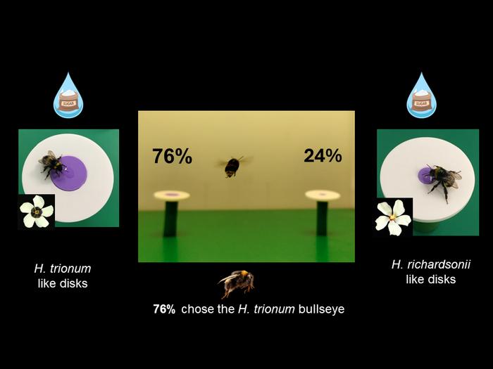 Bumblebees prefer larger bullseyes