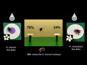 Bumblebees prefer larger bullseyes