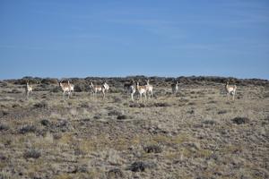 Red Desert pronghorn