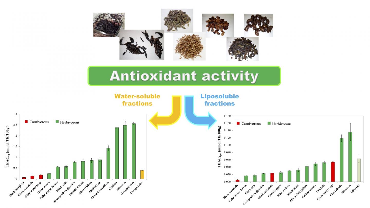 Meet the Six-Legged Superfoods: Grasshoppers Top Insect Antioxidant Rich List