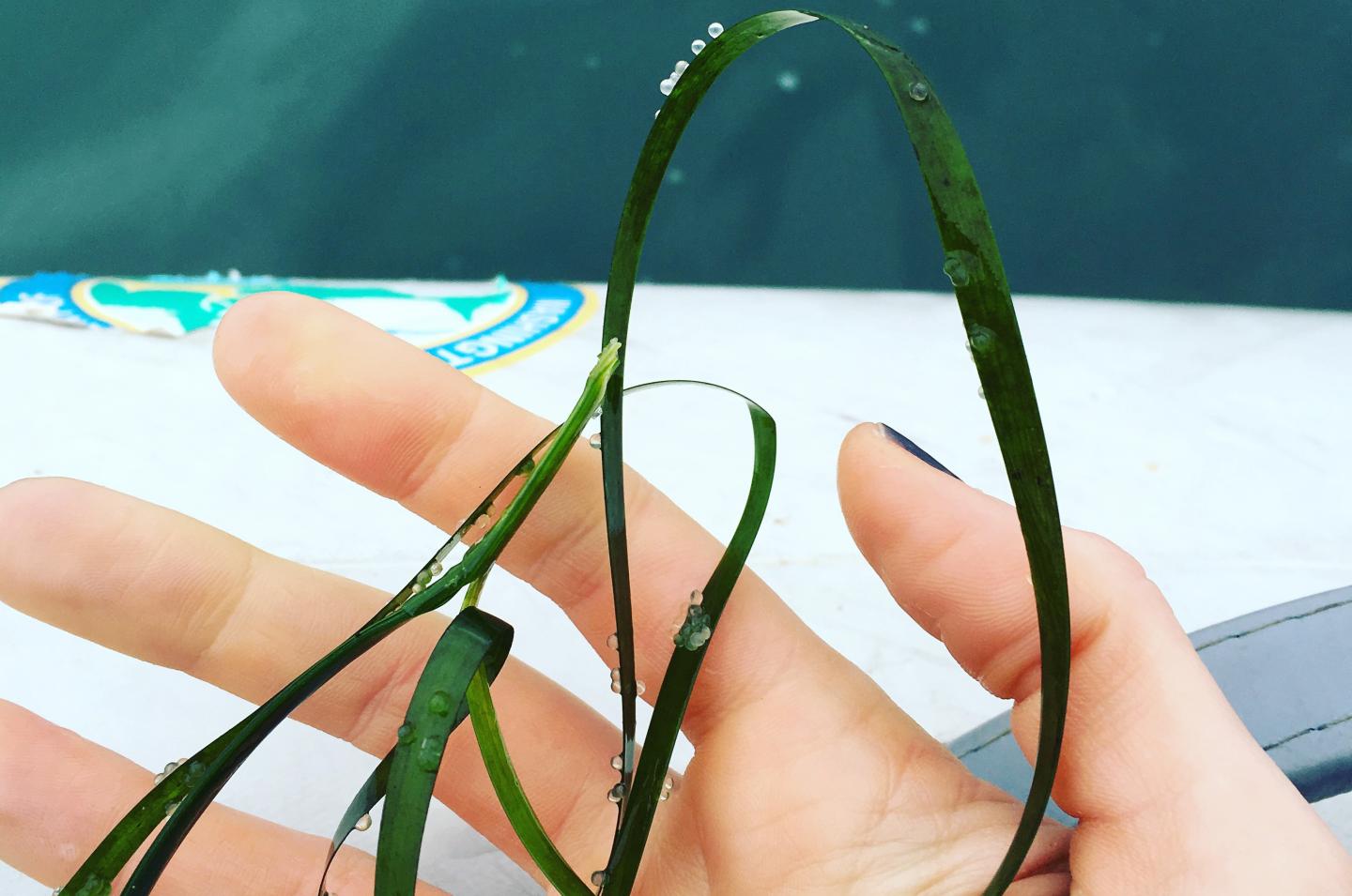 Herring Eggs on Eelgrass