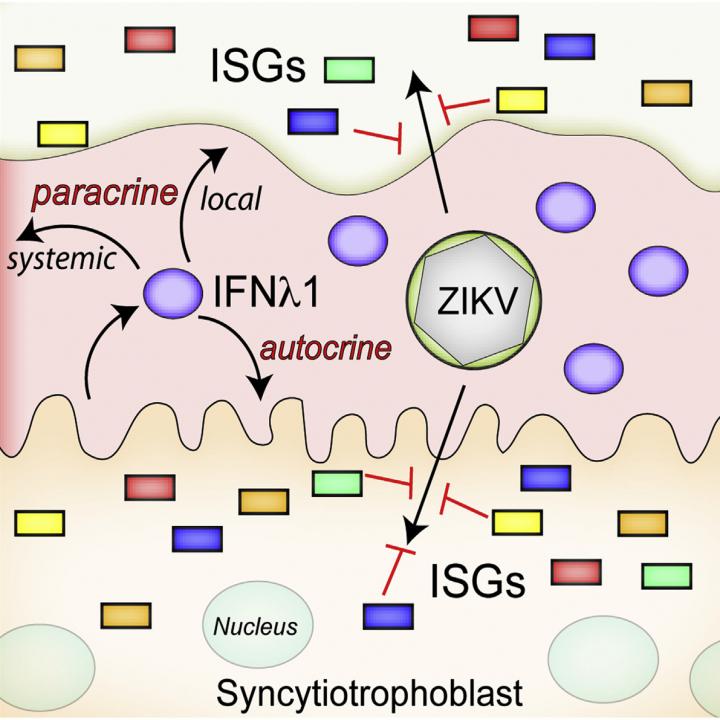 Trophoblasts Refractory to Zika Infection