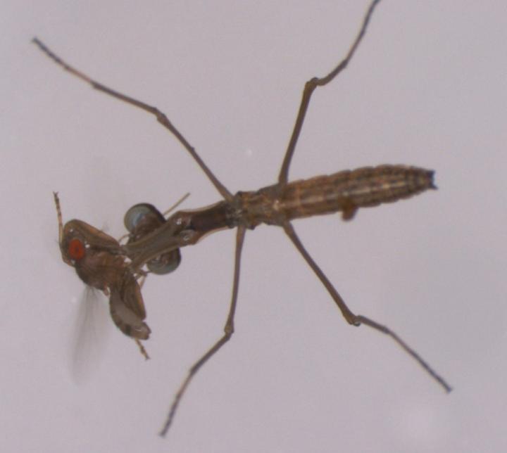 A Praying Mantis Consuming a Fruit Fly