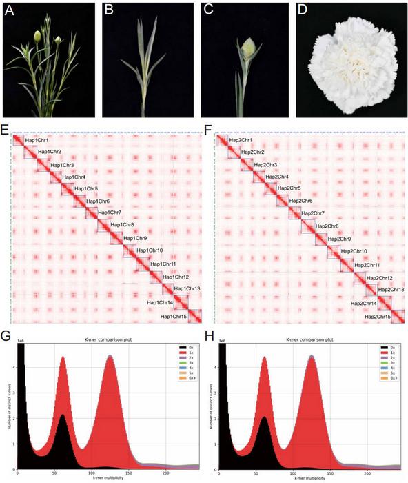 The phenotypes and gap-free genome assembly features of ‘Baltico’.