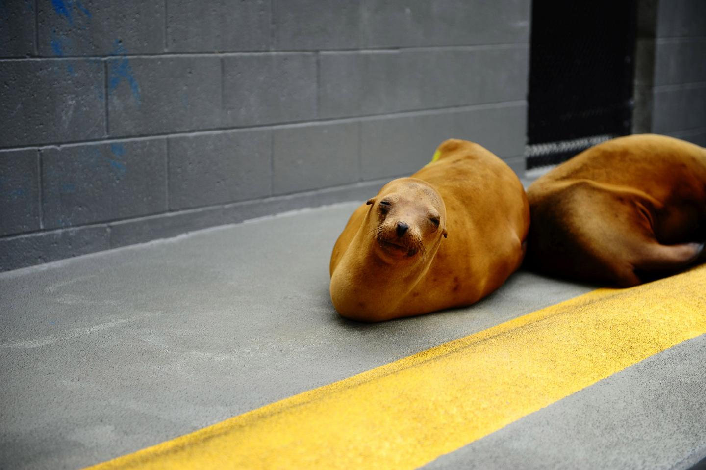 Algal Toxin Impairs Sea Lion Memory and Foraging (1 of 3)