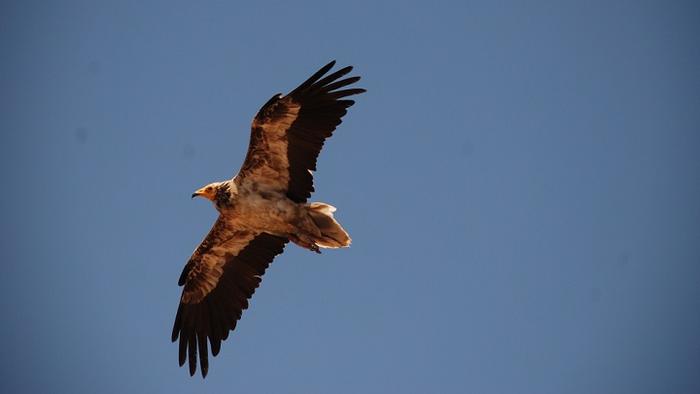 New technologies reveal the impact of circular economy on threatened species such as the Egyptian vulture