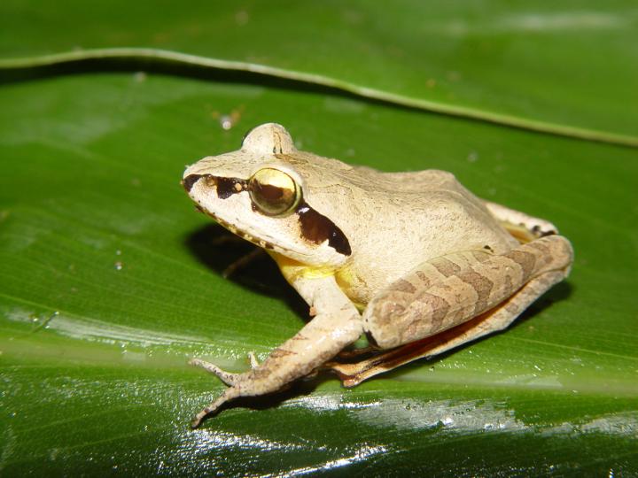 A Madagascar jumping frog (Aglyptodactylus madagascariensis), a species impacted by recent climate change.