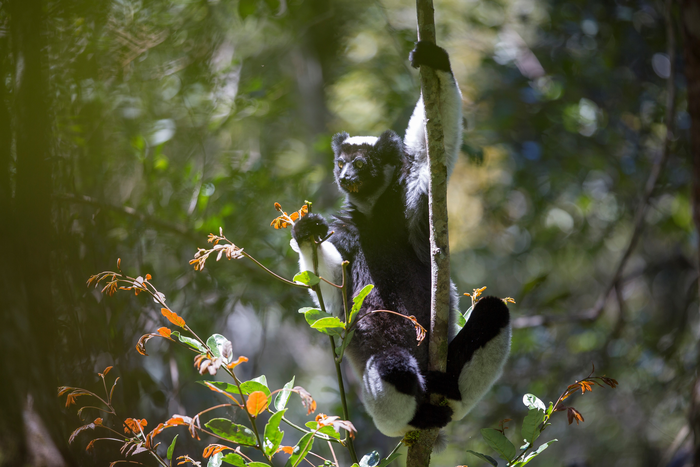 Indri songs recorded in the wild have rhythmic categories similar to those found in human music.