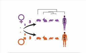 Sex-specific organ characteristics