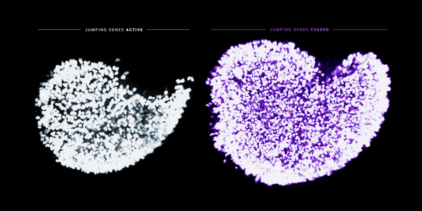 Even before Birth, the Body Tries to Eliminate the Poorest Quality Egg Cells