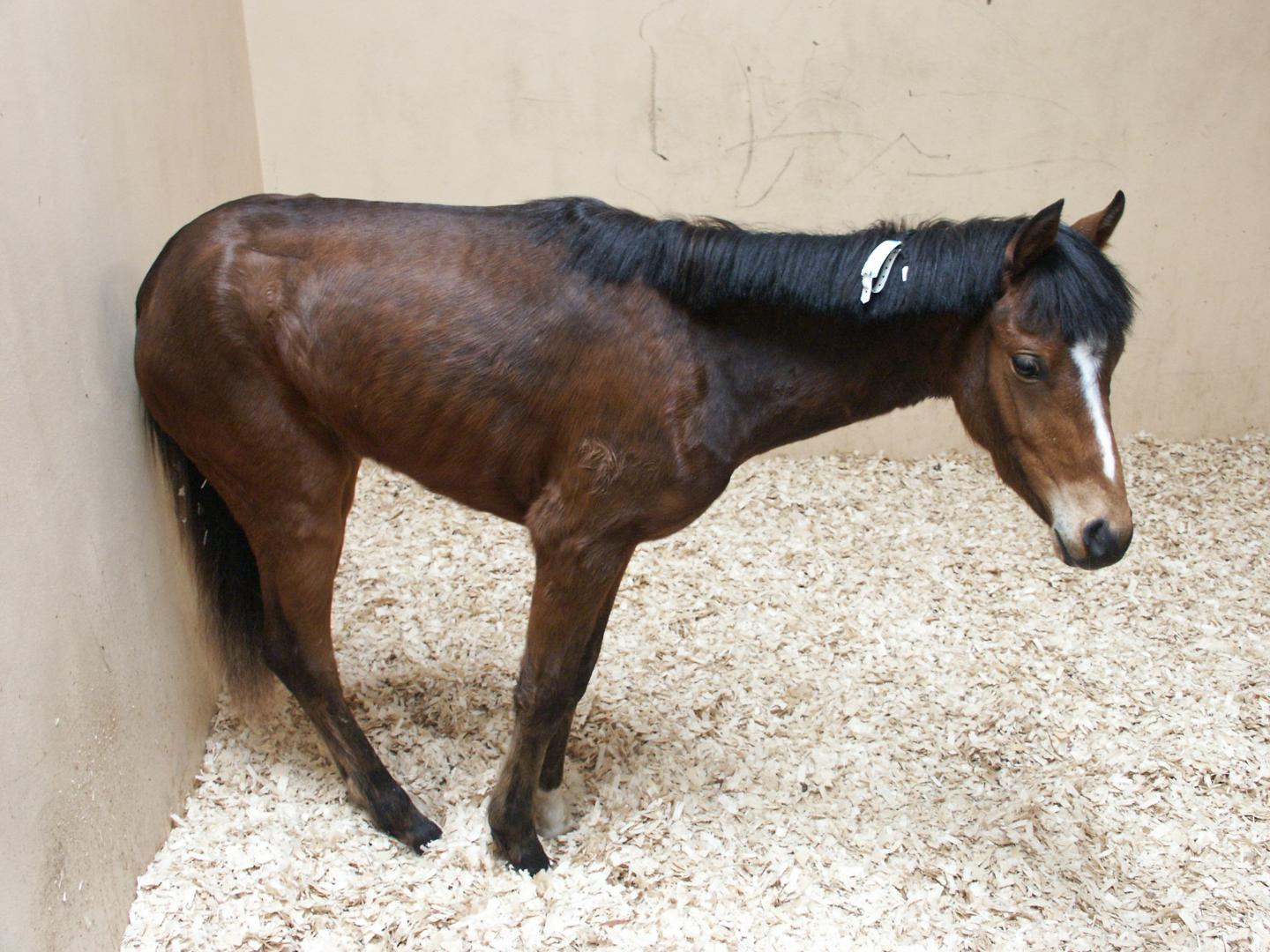 Horse Sickness Shares Signs of Human Brain Disorders