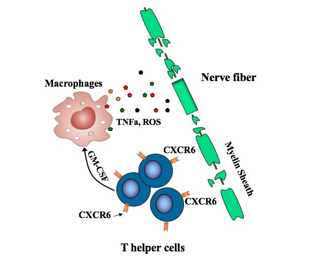 The Rogue T Cells that Drive Multiple Sclerosis