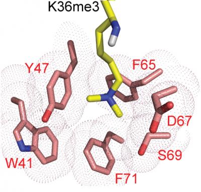 PCLs Utilizing a Group of Amino Acids to Engage with a Chemical Marker that Signals Gene Activation